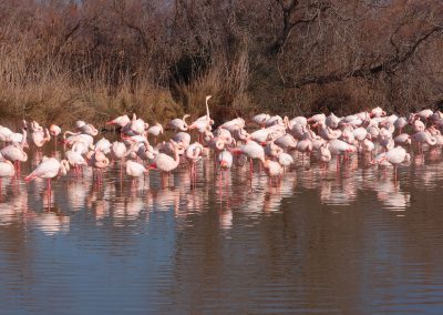 Villa Mawena La Camargue & les flamants roses