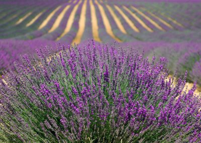 Lavande de Provence