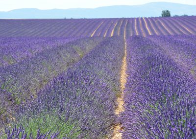 Plateau de Sault et Lavandes