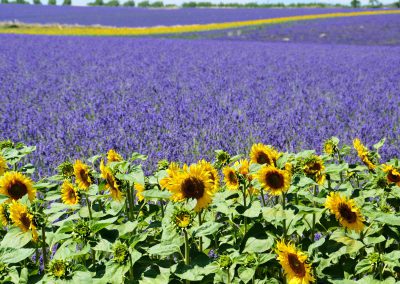 La Provence en fleur